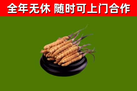 金平区回收散虫草