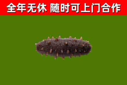 金平区回收海参干